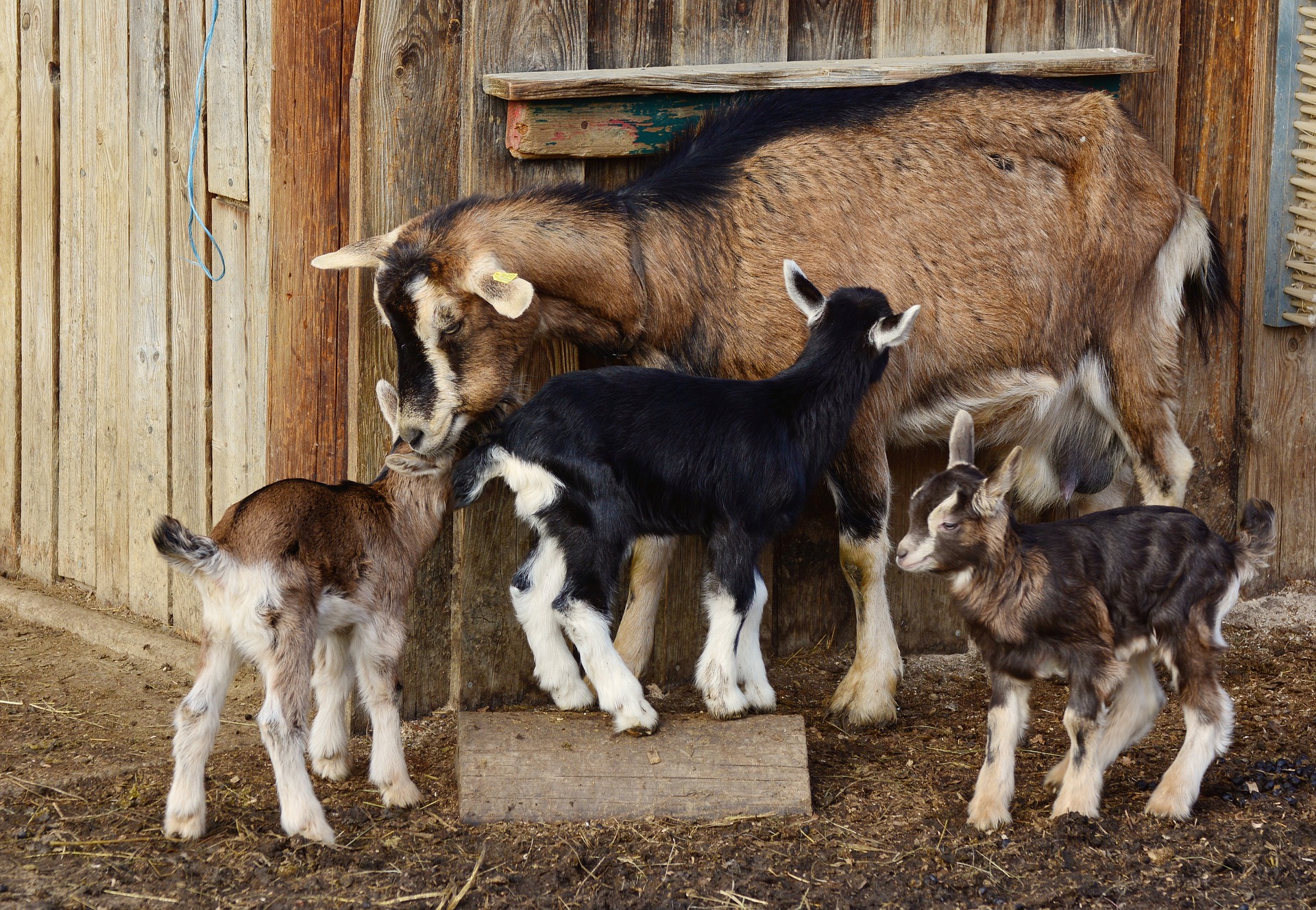 ternak kambing anakan